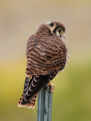 AwW-8057182.jpg