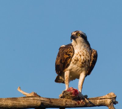a2W-8117540.jpg