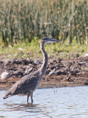 AAw2N-8218114.jpg