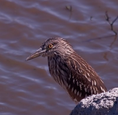 AW1N-8258559.jpg