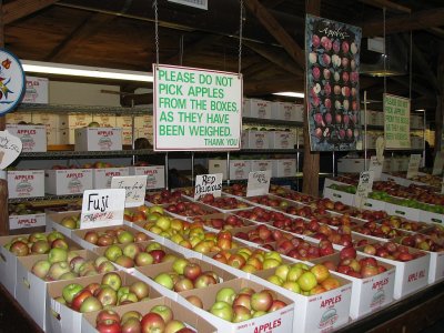 apples_0311.jpg