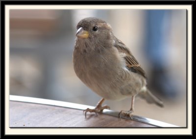 We share our lunch with a French Sparrow