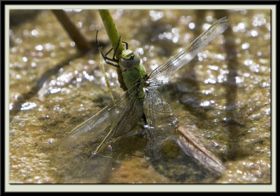 Dragon Fly Emerging