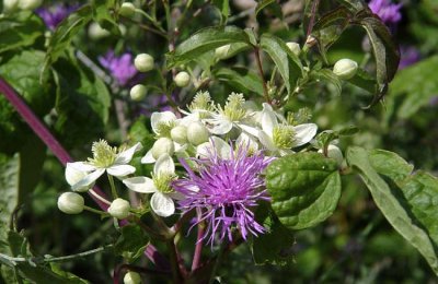 Sweet Autumn Clematis