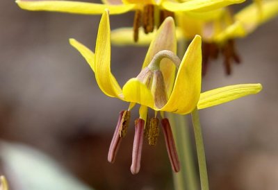 Trout Lily 2