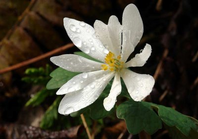 Bloodroot 2