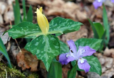 Yellow Trillium & Wild Iris