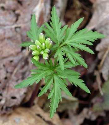 Cutleaf Toothwort 1