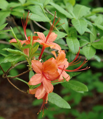 Flame Azalea 4