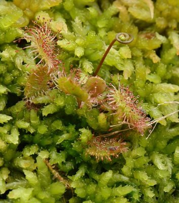 Roundleaf Sundew 1