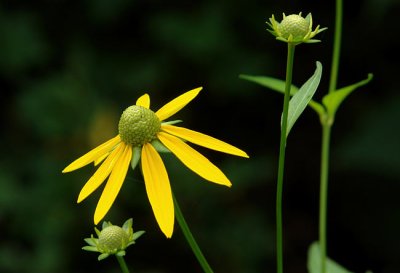 Cutleaf Coneflower 1