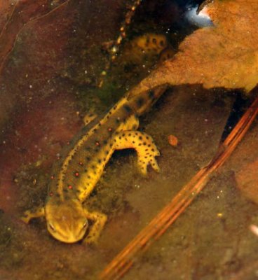 Red Spotted Newt 1