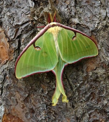 Luna Moth