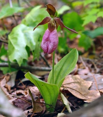 Pink Lady Slipper