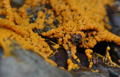 Slime Mold