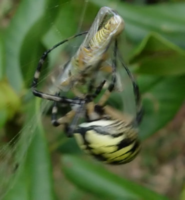 Garden Spider 2
