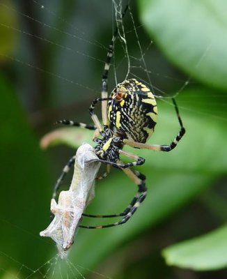 Garden Spider 3