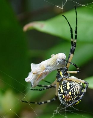 Garden Spider 4