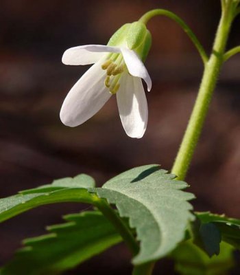 Cutleaf Toothwort 2