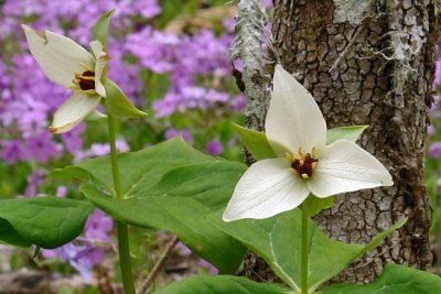 Sweet White Trillium