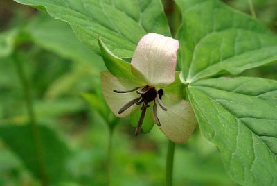 Trillium Hybrid