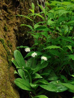 Speckled Wood Lily 1