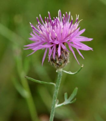 Spotted Knapweed 1