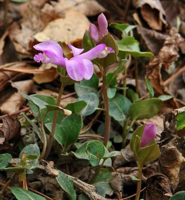 Polygala 2