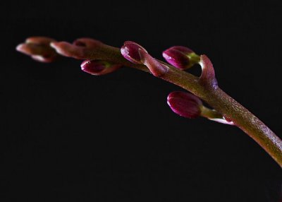 orchid buds_6685.jpg