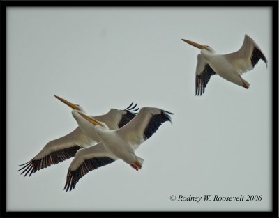 Flight of the pelican.jpg