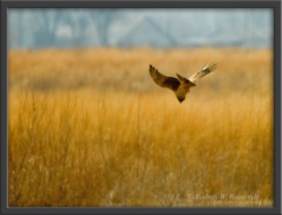 harrier