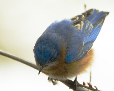 blue bird .jpg