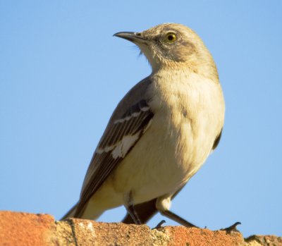 Birdie in the setting sun.jpg