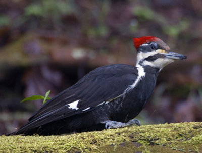 pileated_woodpeckers