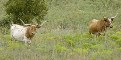 long horn 1.jpg
