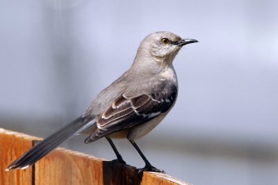 DXB_6113aa.jpg