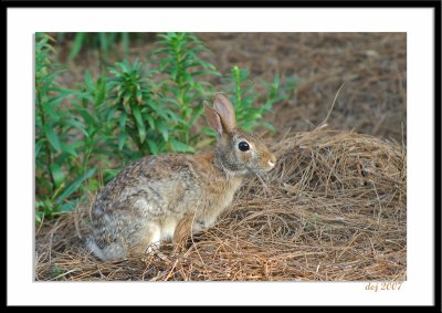 DXB_6862 aa rabbit.jpg