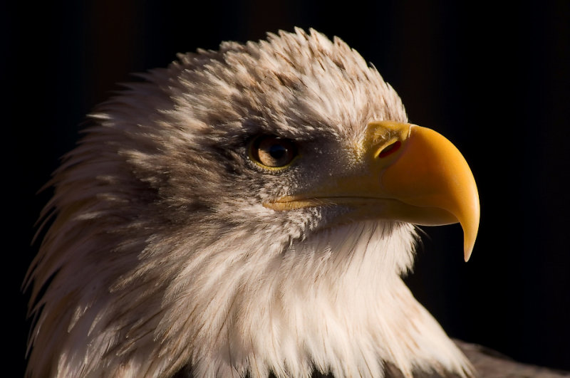 Bald Eagle - Up Close.
