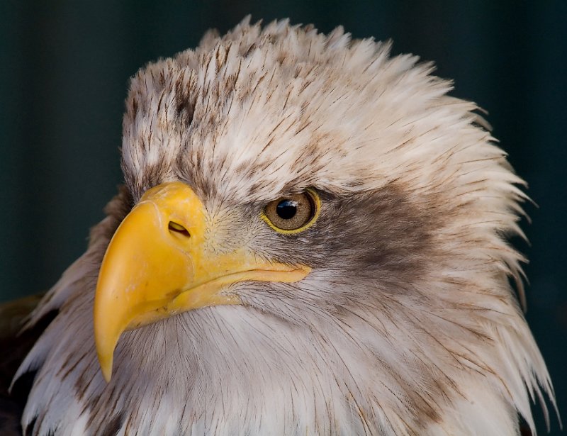 Bald Eagle - Up Close.