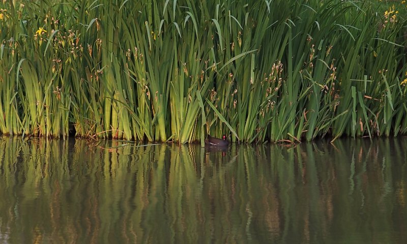 Moorhen