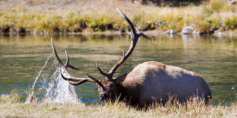 Yellowstone NP