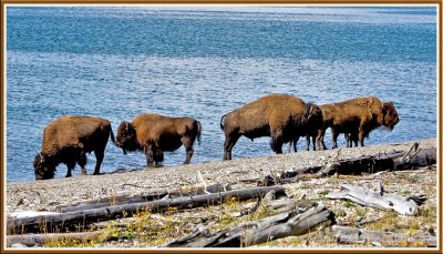 Yellowstone NP