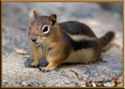 018-Chipmunk.jpg