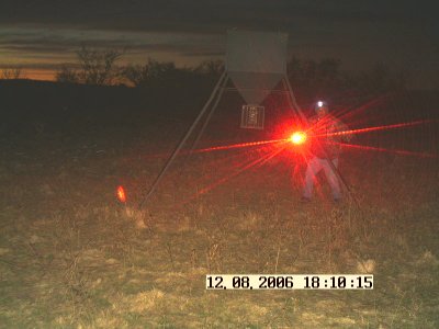 more deer pics