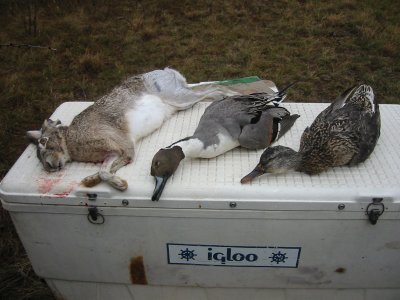 terrys ducks and rabbit.jpg