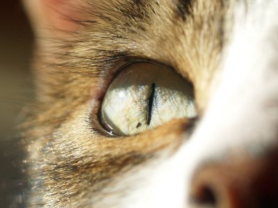 cat-eye