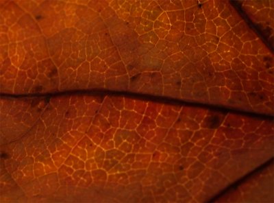 Leaf