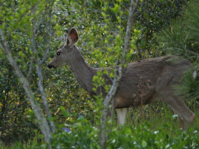 Looking for food
