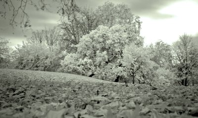 11-Dec-2006