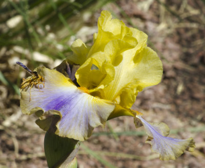 C12_8915a.jpg